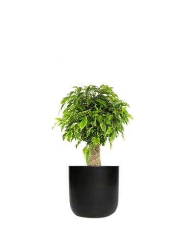 Ficus benjamin -  tronchetto