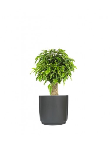 Ficus benjamin -  tronchetto