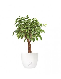 Ficus Benjamin Intrecciato