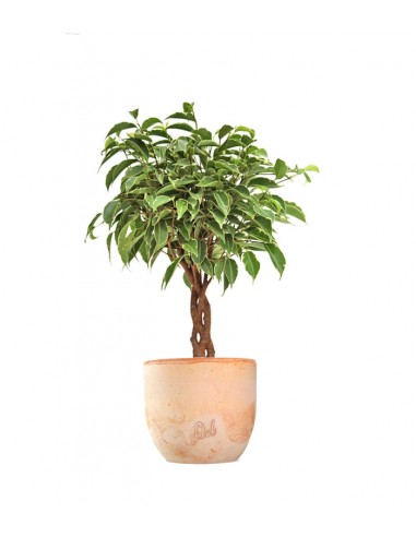 Ficus Benjamin Intrecciato