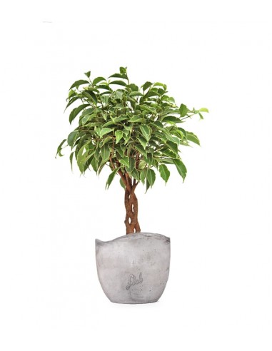 Ficus Benjamin Intrecciato