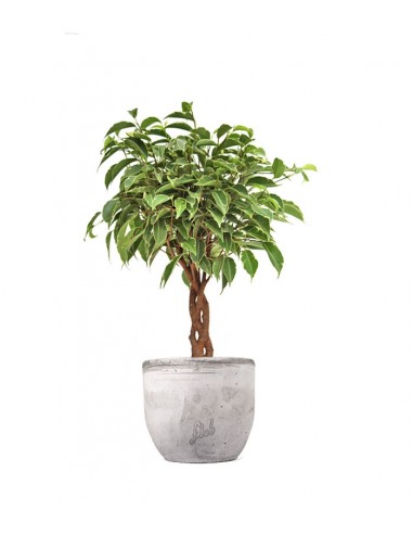 Ficus Benjamin Intrecciato