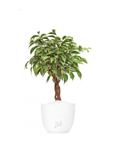 Ficus Benjamin Variegato Intrecciato