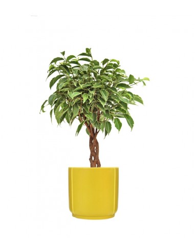 Ficus Benjamin Intrecciato