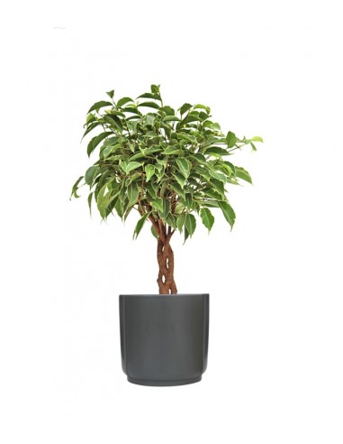 Ficus Benjamin Variegato Intrecciato