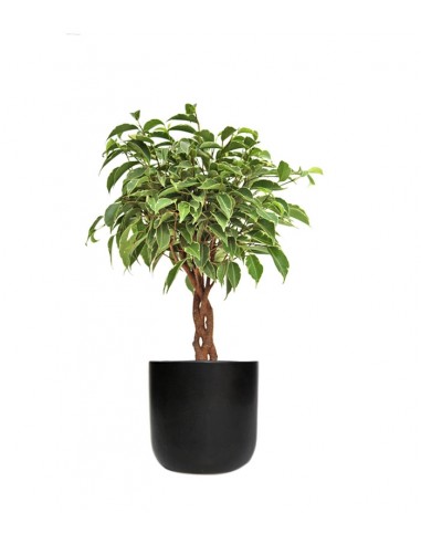 Ficus Benjamin Intrecciato