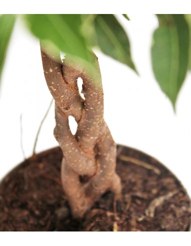 Ficus Benjamin Variegato Intrecciato