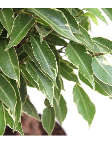 Ficus Benjamin Variegato Intrecciato