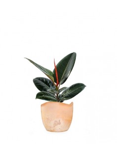 Ficus Elastica - Robusta
