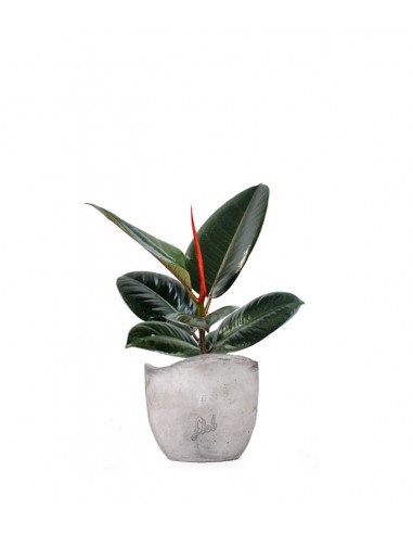 Ficus Elastica - Robusta