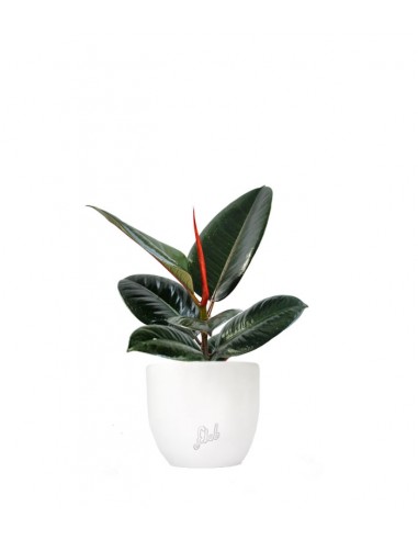 Ficus Elastica - Robusta