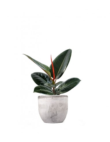 Ficus Elastica - Robusta