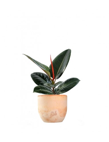 Ficus Elastica - Robusta