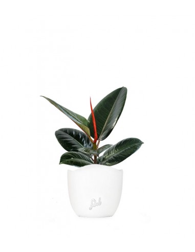 Ficus Elastica - Robusta