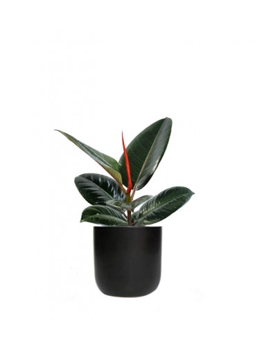 Ficus Elastica