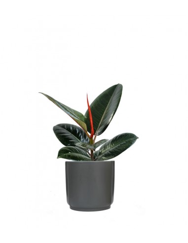 Ficus Elastica - Robusta
