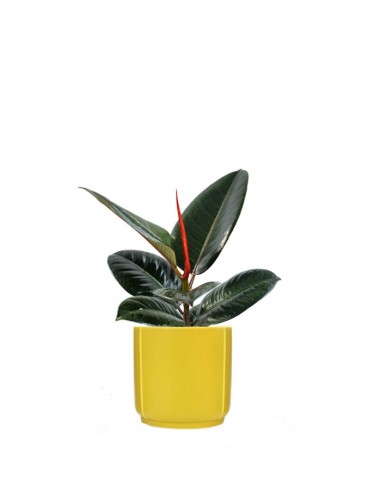 Ficus Elastica