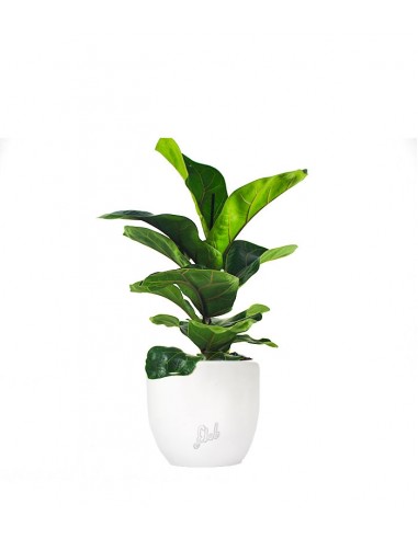 Ficus Lyrata Bambino