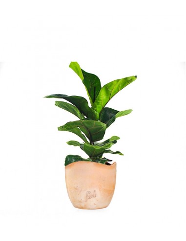 Ficus Lyrata Bambino