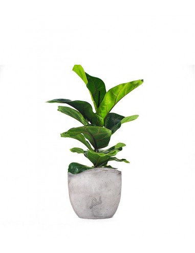 Ficus Lyrata Bambino