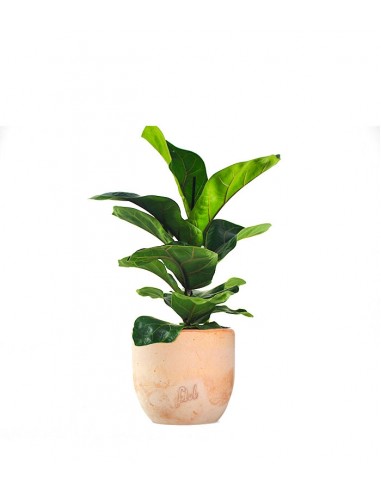 Ficus Lyrata Bambino