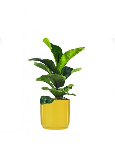 Ficus Lyrata Bambino