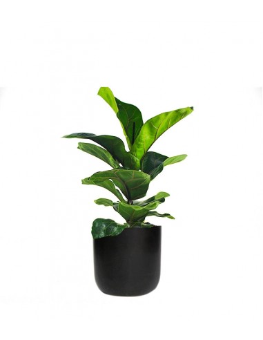 Ficus Lyrata Bambino