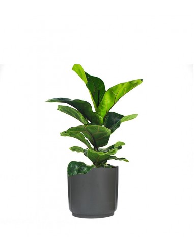 Ficus Lyrata Bambino