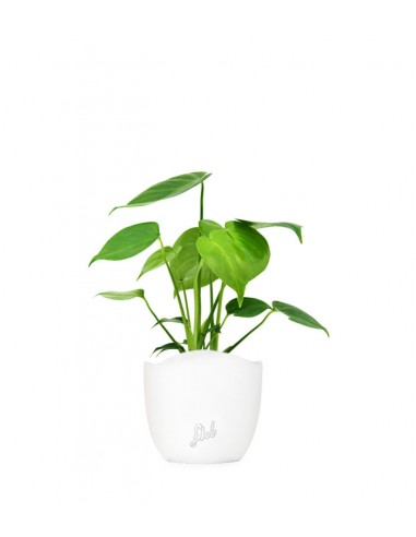Monstera Deliciosa mini