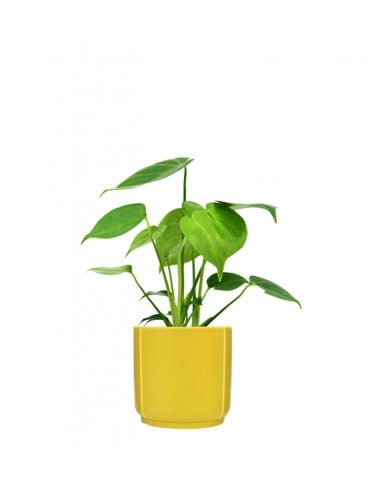 Monstera Deliciosa mini