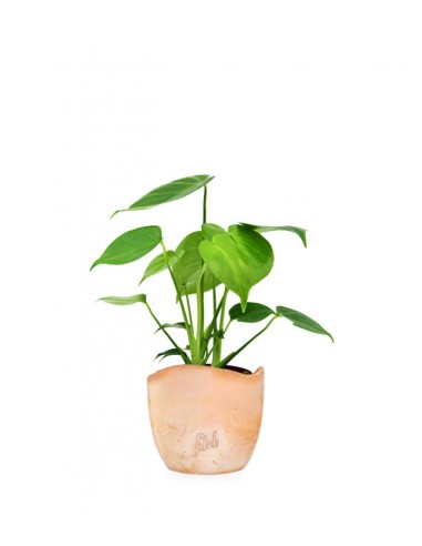 Monstera Deliciosa mini