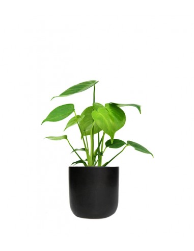 Monstera Deliciosa mini