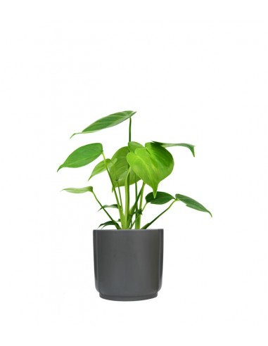 Monstera Deliciosa mini