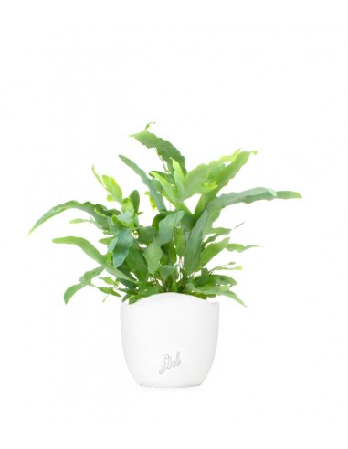 Phlebodium Blue Star