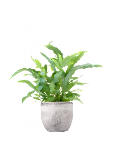 Phlebodium Blue Star