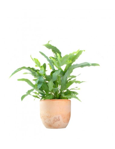 Phlebodium Blue Star