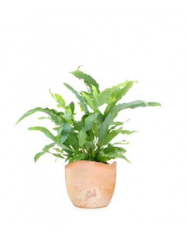 Phlebodium Blue Star
