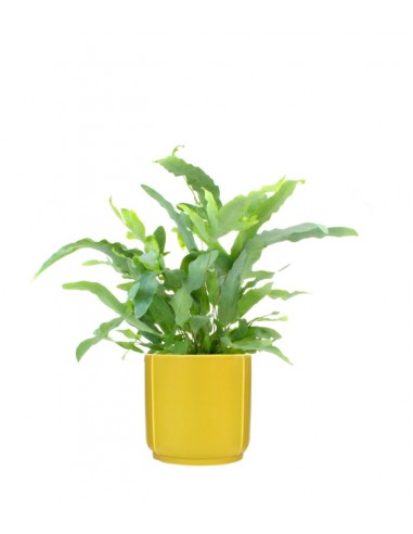 Phlebodium Blue Star