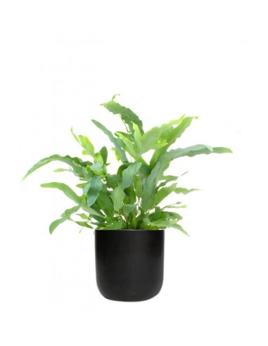 Phlebodium Blue Star