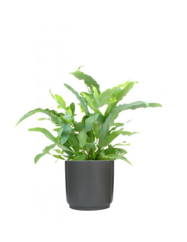 Phlebodium Blue Star