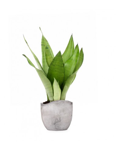 Sansevieria Moonshine