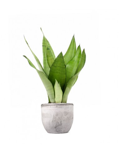 Sansevieria Moonshine