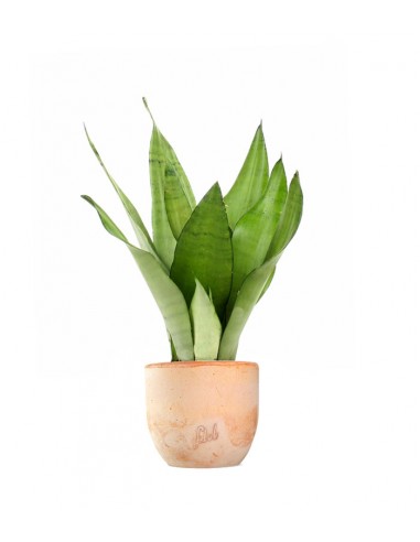Sansevieria Moonshine