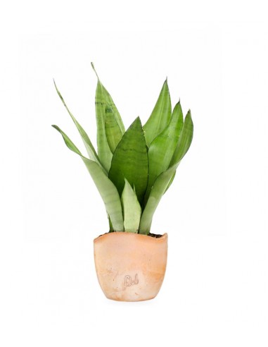 Sansevieria Moonshine