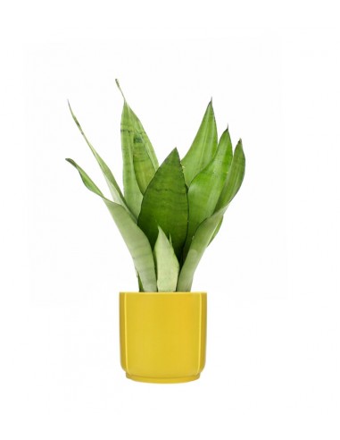 Sansevieria Moonshine