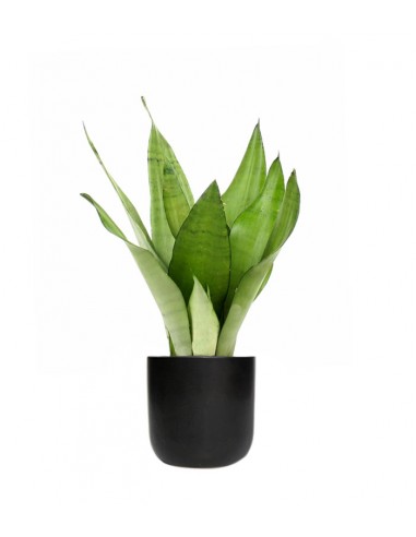 Sansevieria Moonshine
