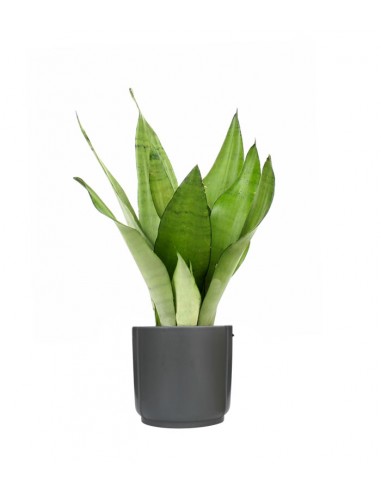 Sansevieria Moonshine