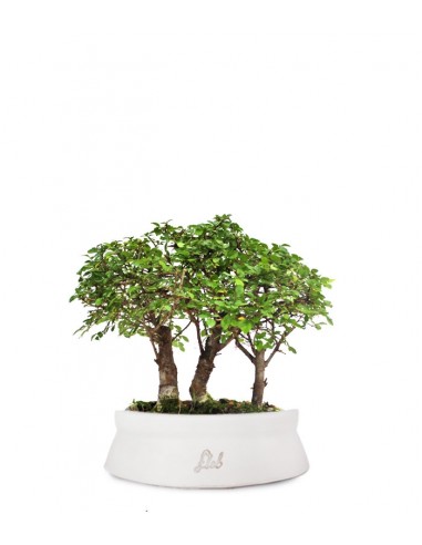 Olmo Zelkova Boschetto M