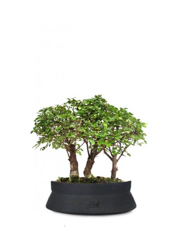 Olmo Zelkova Boschetto M