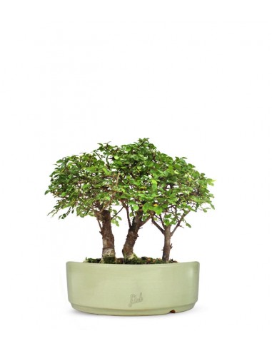 Olmo Zelkova Boschetto M